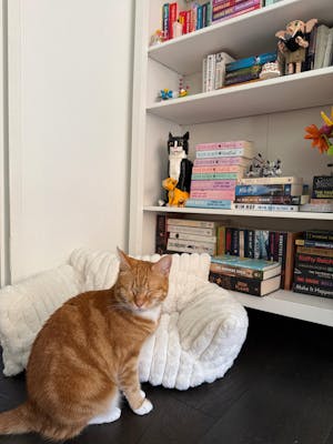 The Cosy Cat Couch