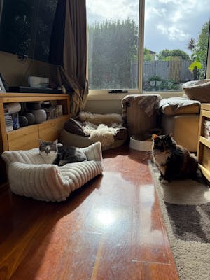 The Cosy Cat Couch