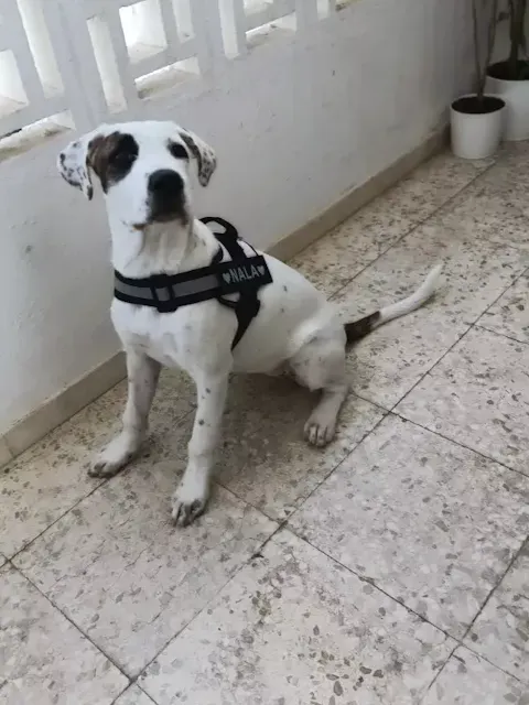 Personalized Reflective Dog Harness