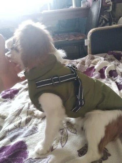 DoggieKit Hundejacke Winter - Wasserdicht & Reflektierend | Mit Fleecefutter Für Kalte Tage