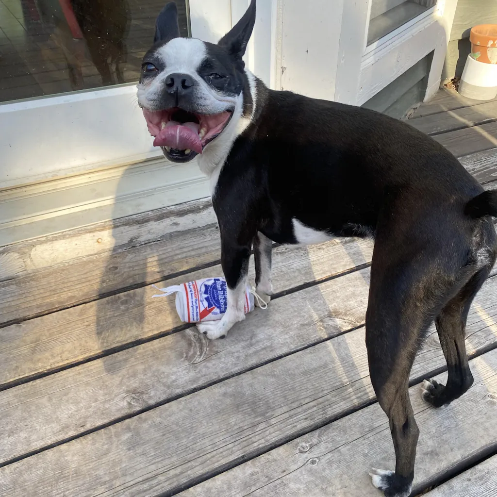 Muttini Madness: Parody Muttini Bar Plush Dog Toy for Pampered
