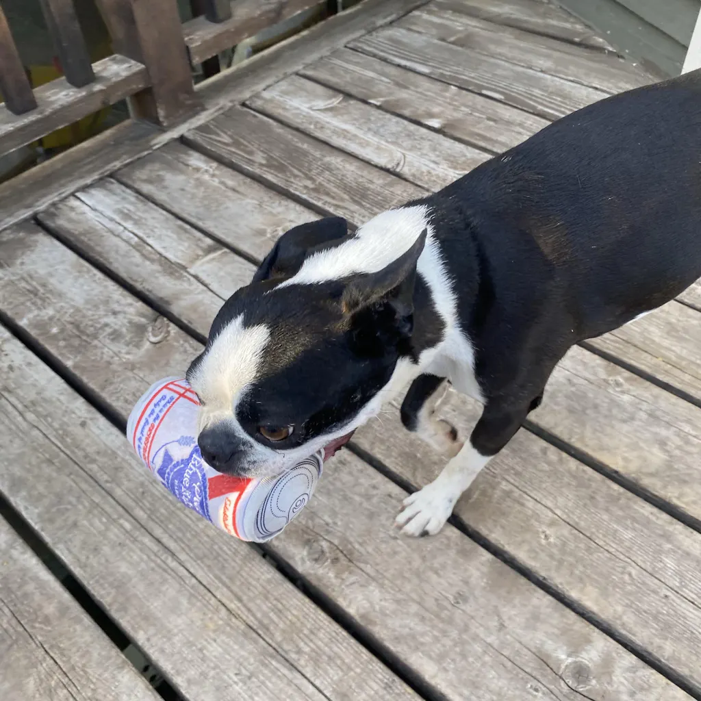 Muttini Madness: Parody Muttini Bar Plush Dog Toy for Pampered