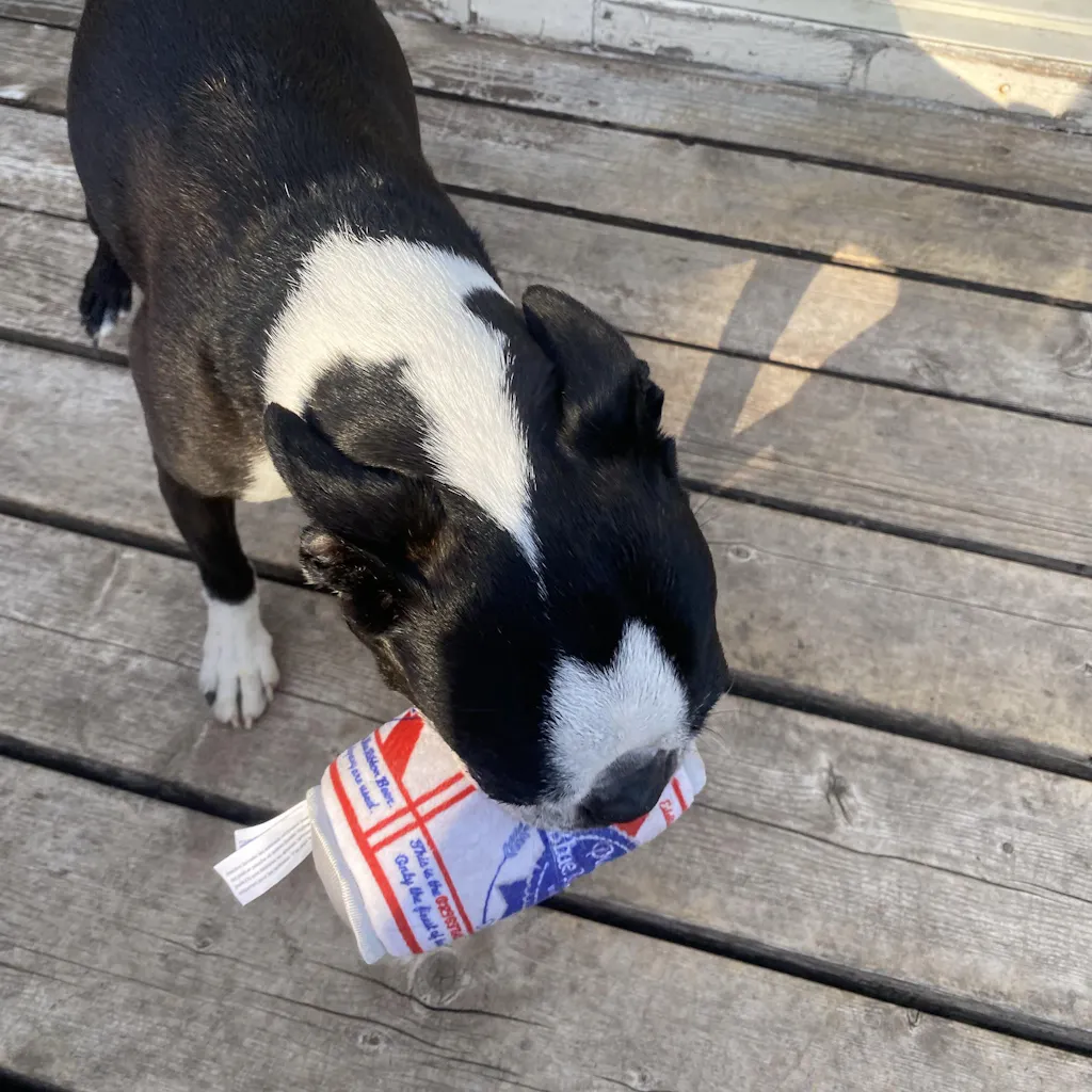 Muttini Madness: Parody Muttini Bar Plush Dog Toy for Pampered