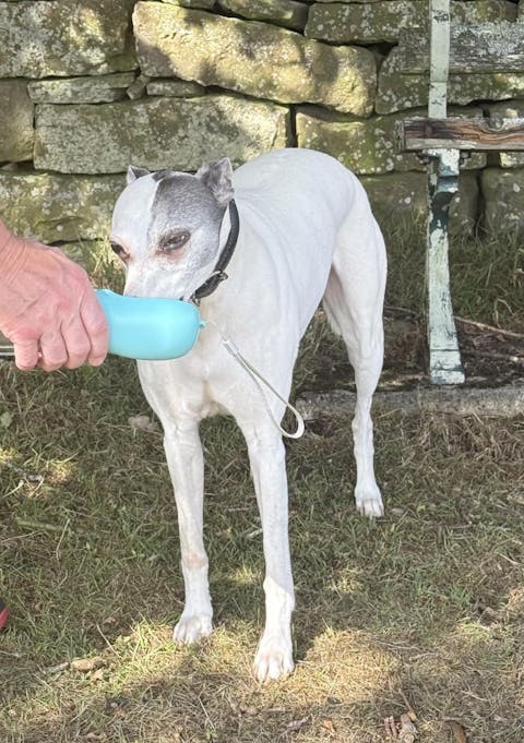 Multifunctional 3-in-1 Pet Water Bottle