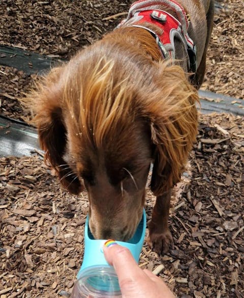 Multifunctional 3-in-1 Pet Water Bottle