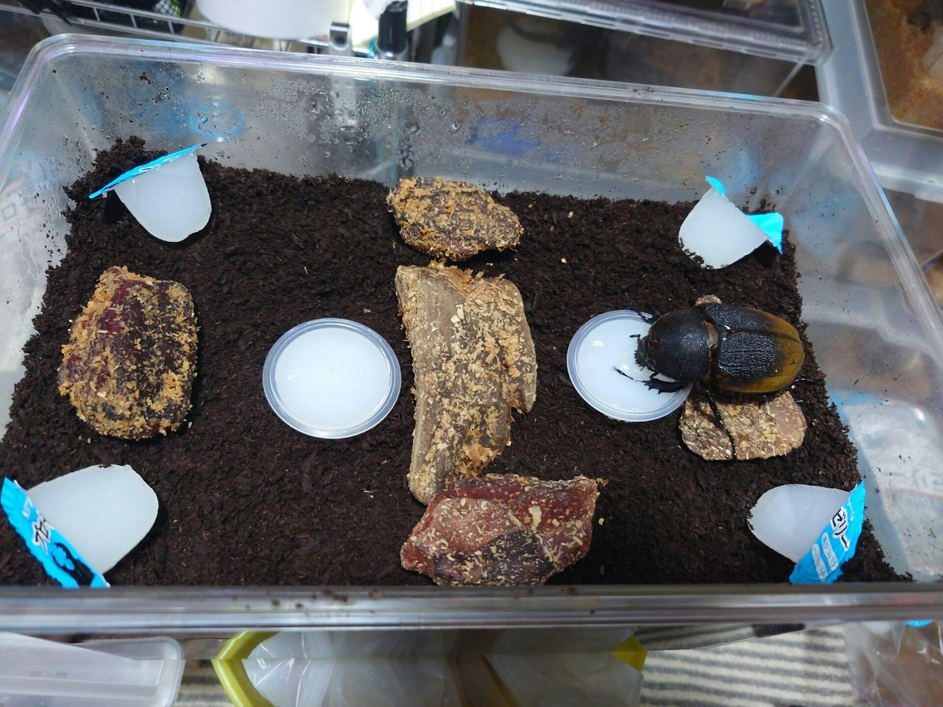 J-01 微粒子完熟マット – HAWAIIAN BEETLE