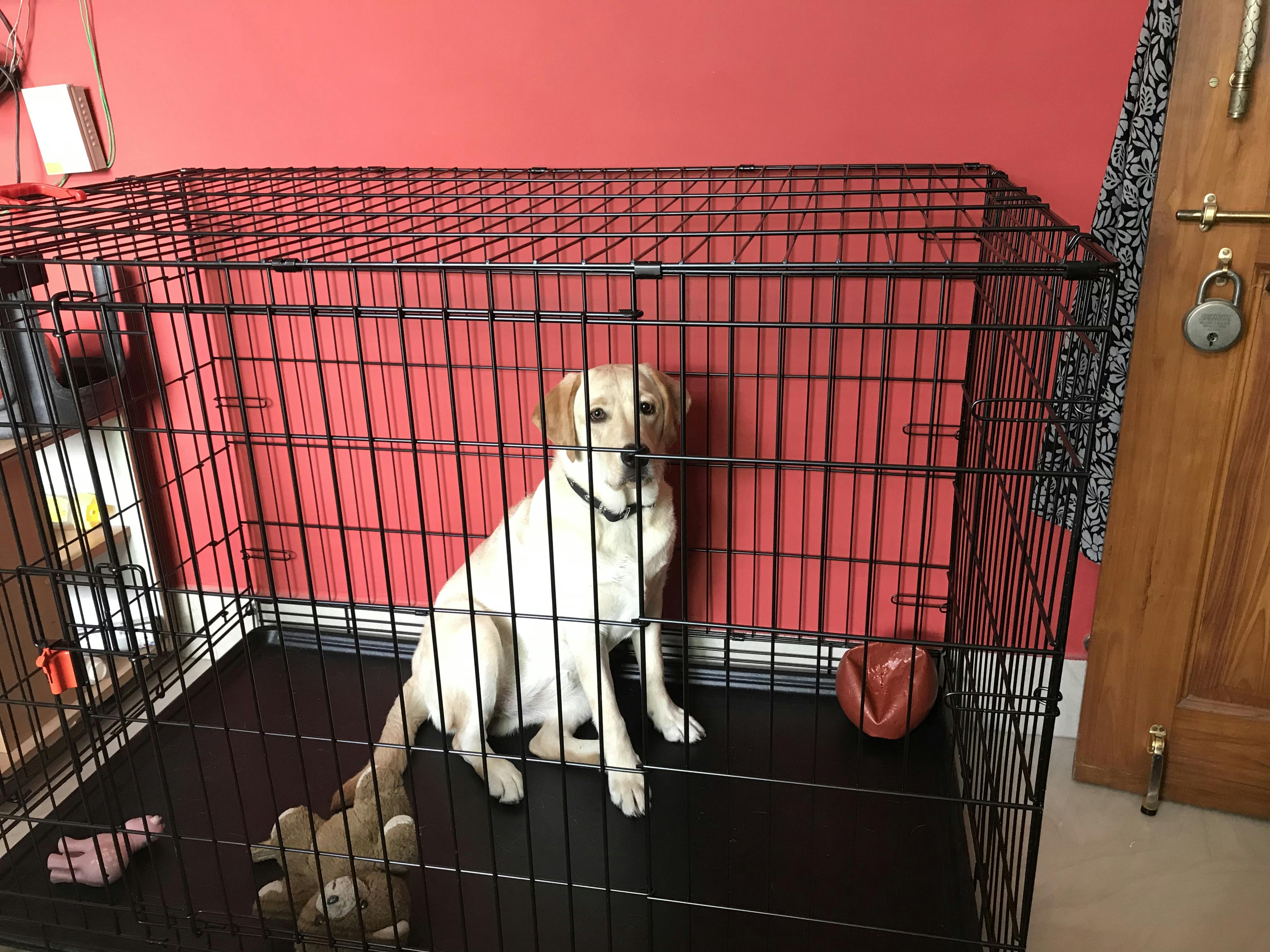 MPets Voyager Wire Crate with 2 Doors & wheels Best Dog Crates