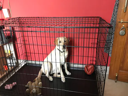 M-Pets Voyager Wire Crate with 2 Doors & wheels | Best Dog Crates