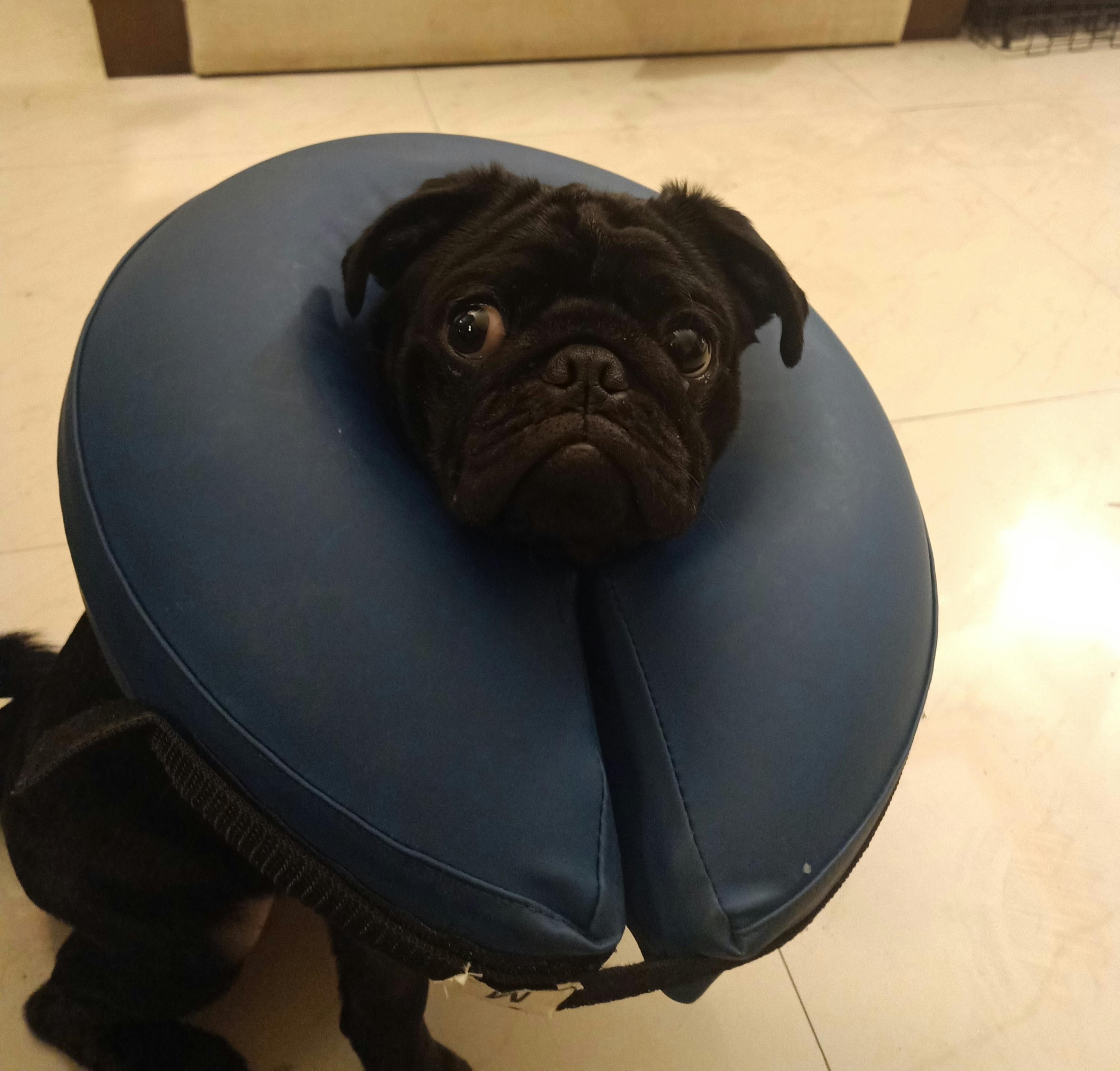 trixie inflatable collar