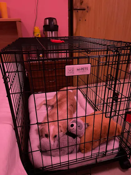 M-Pets Voyager Wire Crate with 2 Doors & wheels | Best Dog Crates