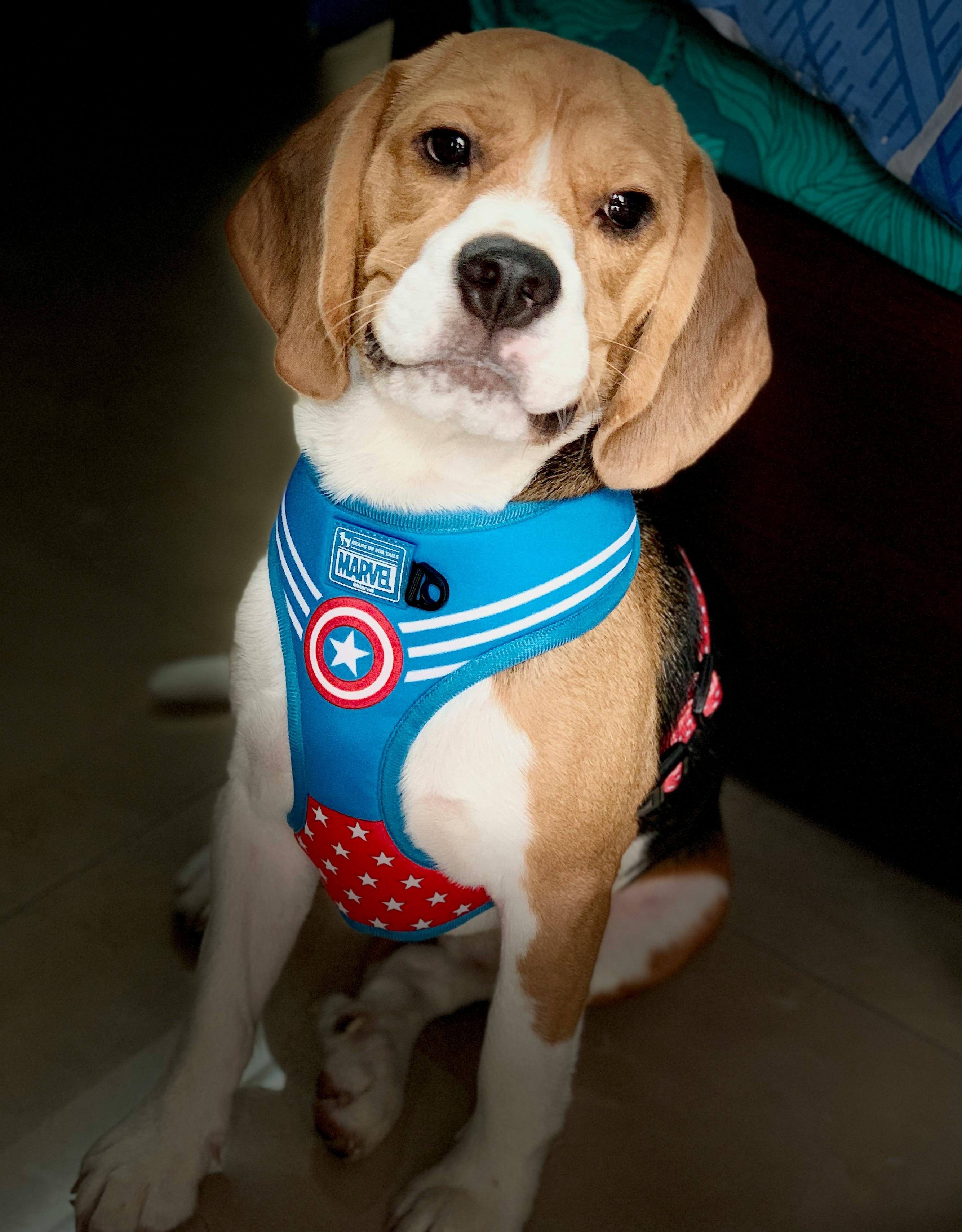 captain marvel dog harness