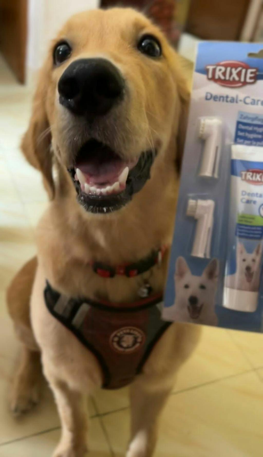 Trixie Dog Dental Hygiene Set with Toothpaste and Brush 100gm Heads Up