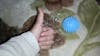 Sport Massage Ball