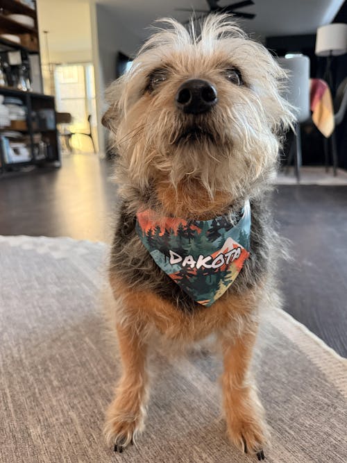 Alpine Wanderer Personalized Pet Bandana with Built-in Collar