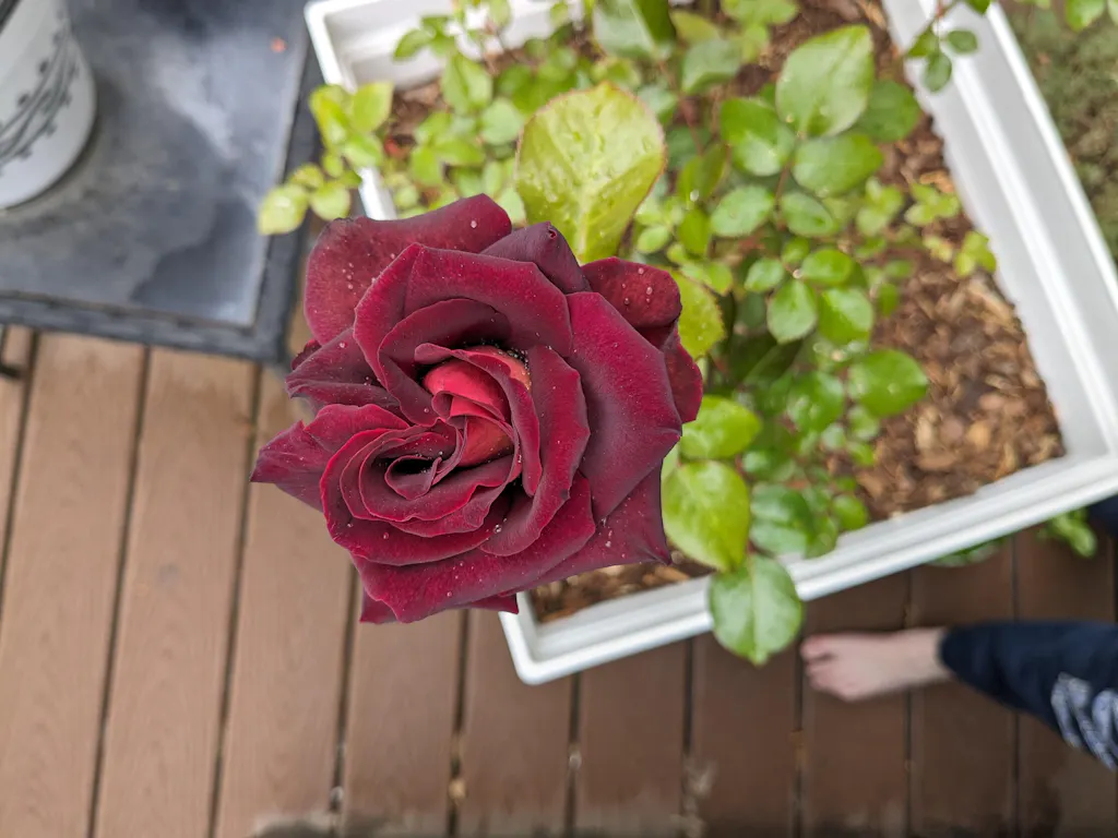 Dark Night Rose - Hybrid Tea - Lightly Fragrant – Heirloom Roses