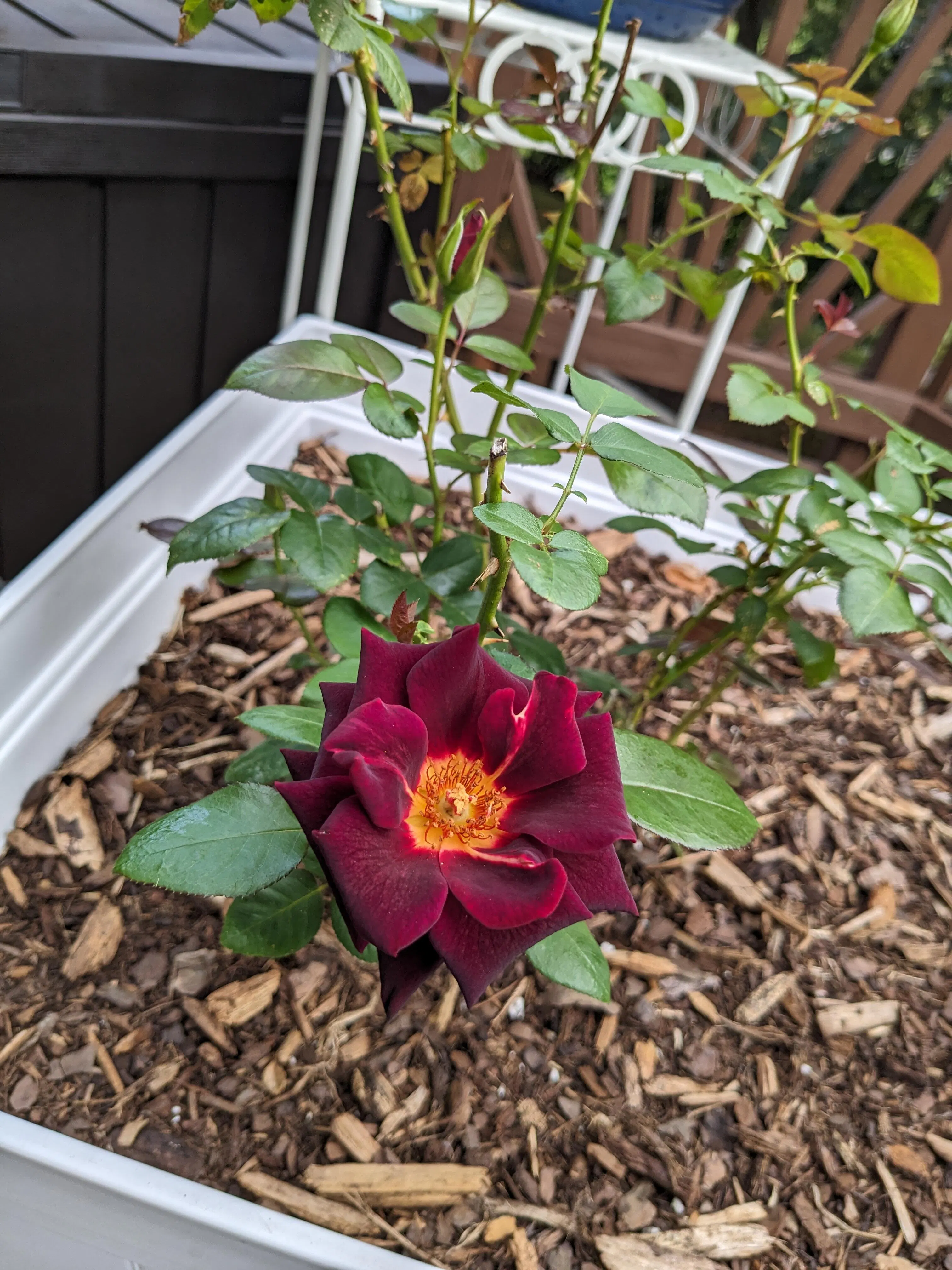 Dark Night Rose - Hybrid Tea - Lightly Fragrant – Heirloom Roses