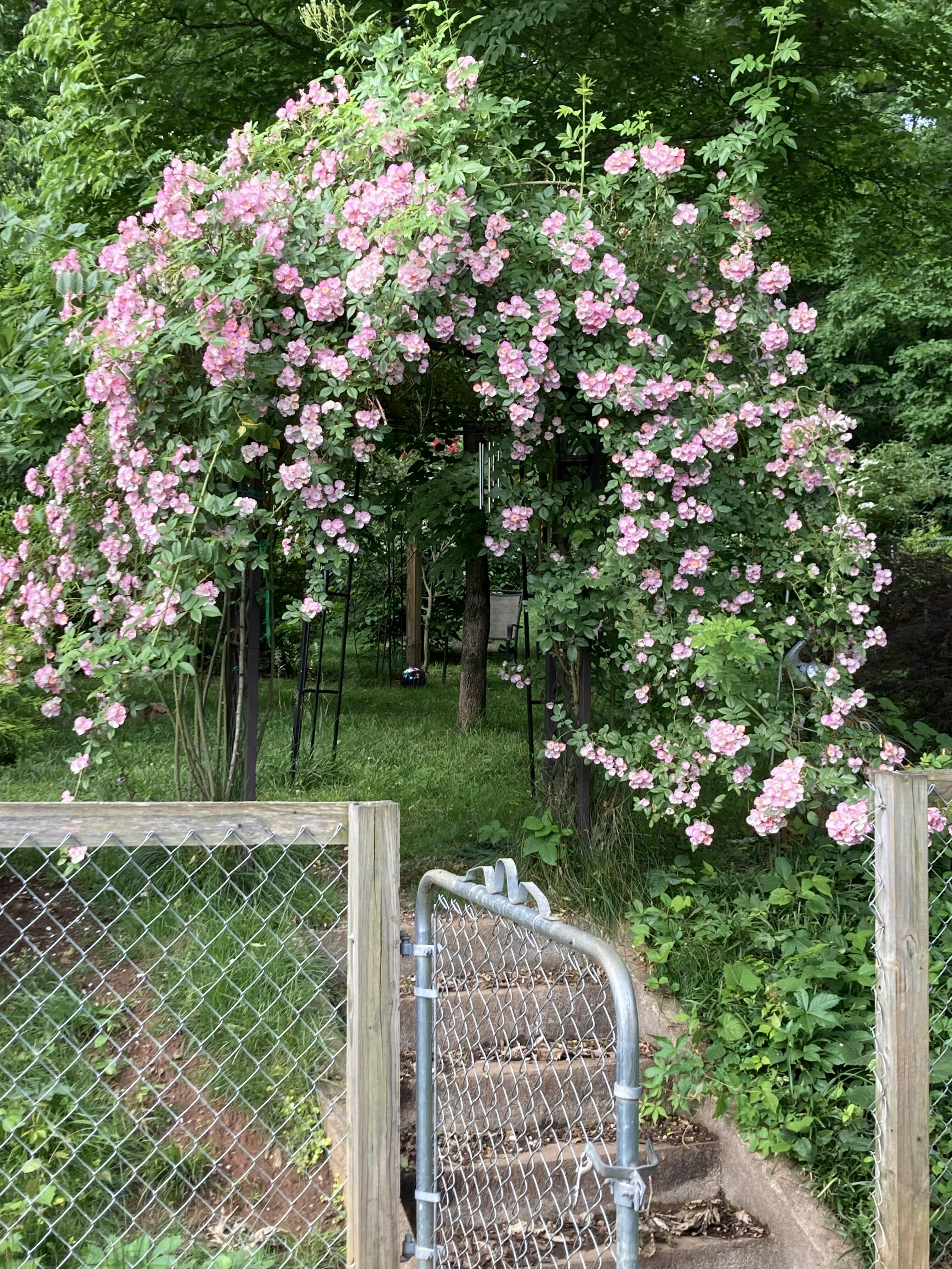 Apple - Rose RosaFC_Appleblossom_01_1024x10