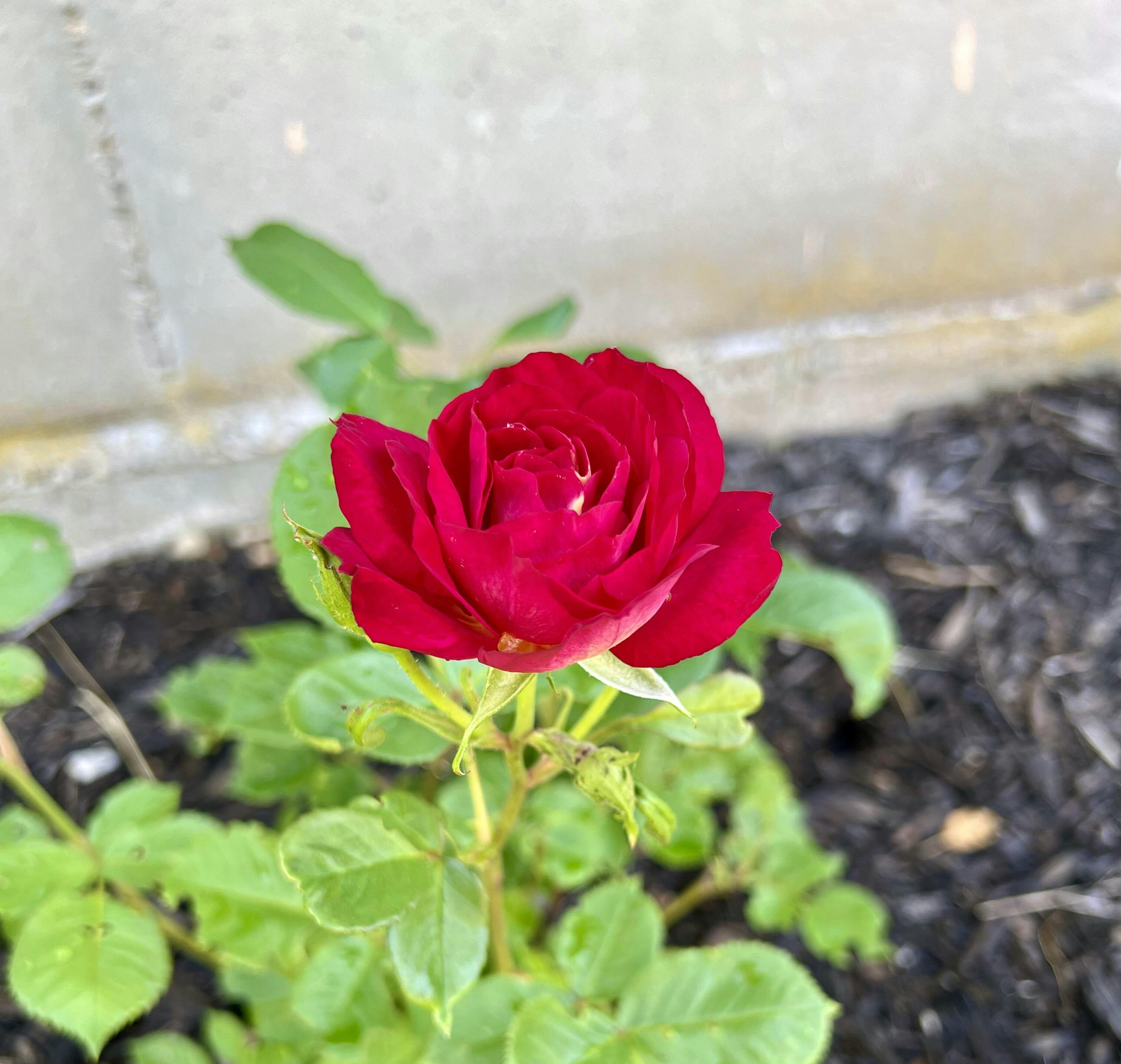 Outta The Blue Rose Shrub Moderately Fragrant Heirloom Roses