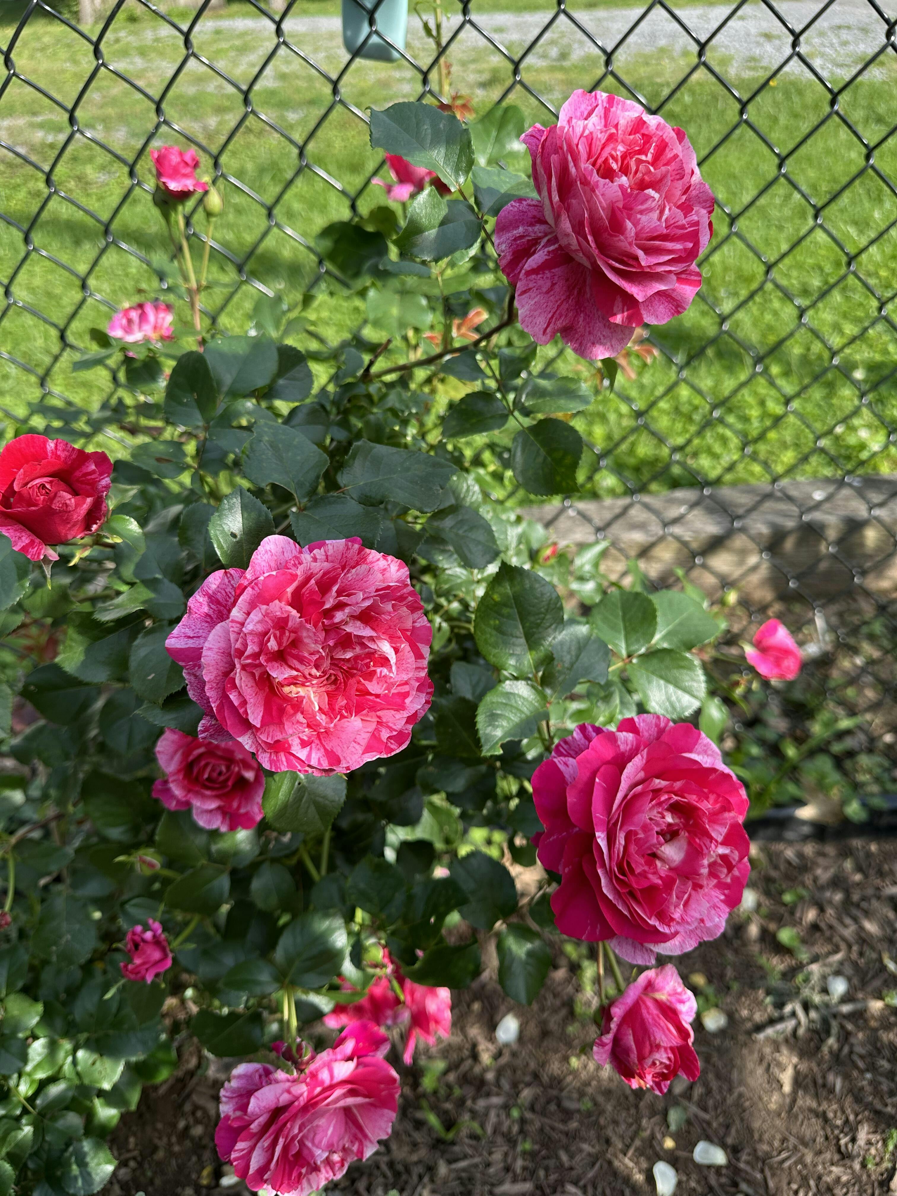 Raspberry Cream Twirl Rose - Climbing Roses - Lightly Fragrant ...