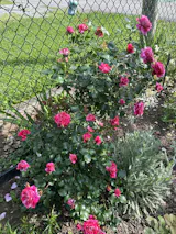 Raspberry Cream Twirl Rose - Climbing Roses - Lightly Fragrant ...