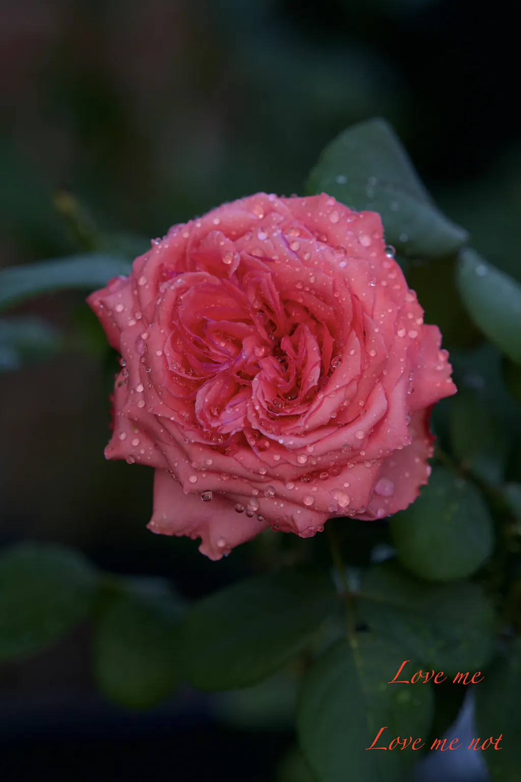 Loves Me, Loves Me Not™ – Heirloom Roses