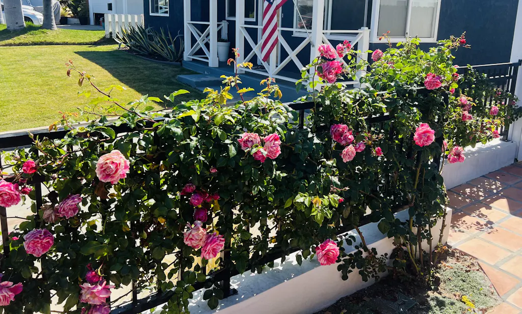 Raspberry Cream Twirl Rose - Climbing Roses - Lightly Fragrant ...