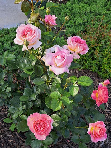 Elle Rose - Hybrid Tea - Moderately Fragrant – Heirloom Roses