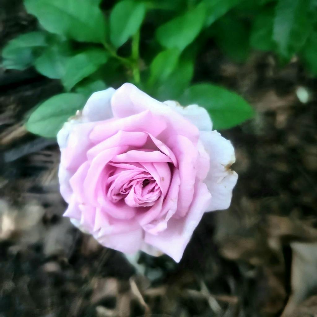 Violet's Pride Rose - Floribunda - Very Fragrant – Heirloom Roses