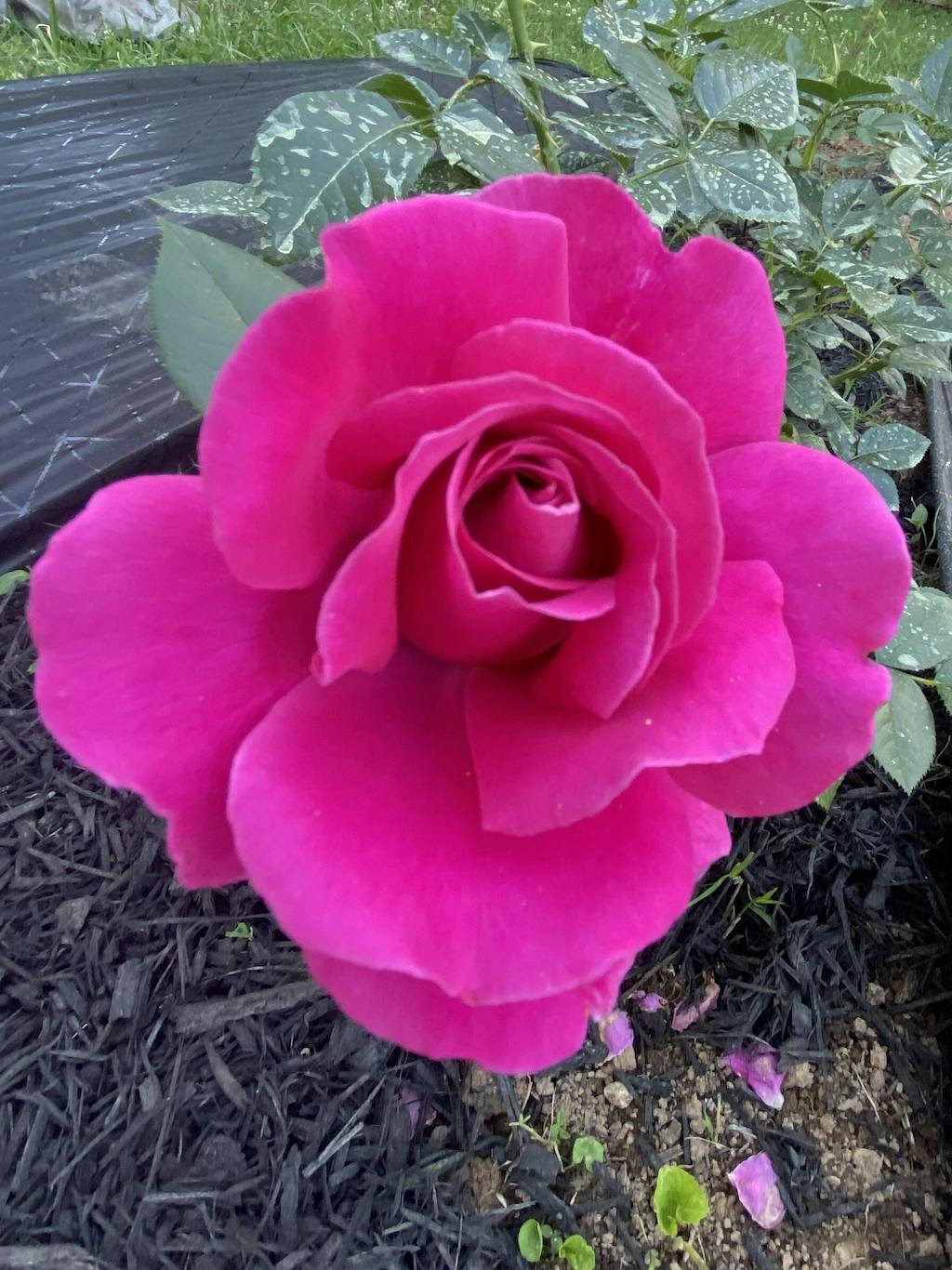 Pretty Lady Rose Hybrid Tea Rose | Pink Rose Plant – Heirloom Roses