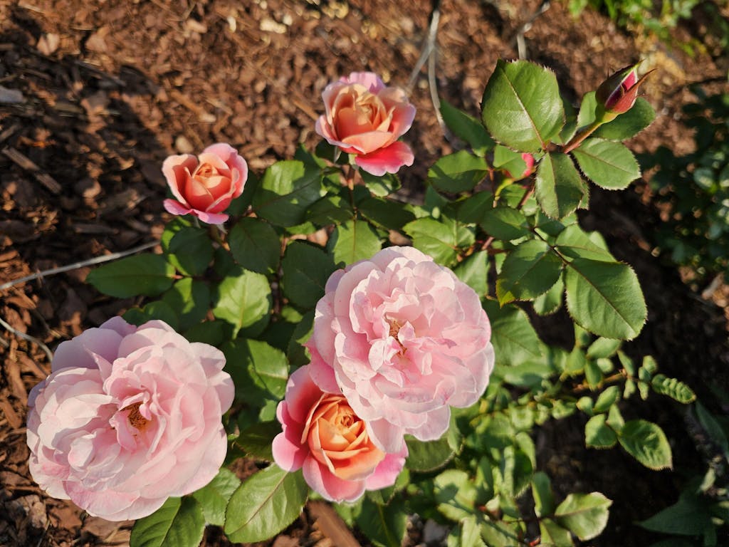 Distant Drums Rose Hardy Moderately Fragrant Heirloom Roses