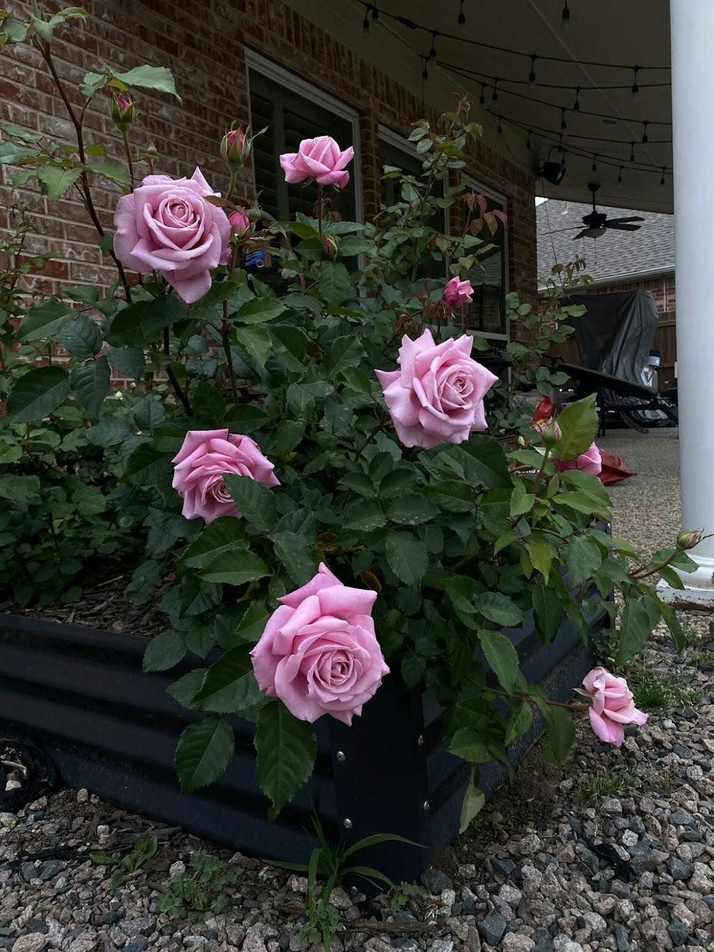 Belinda's Dream Rose - Shrub - Moderately Fragrant – Heirloom Roses