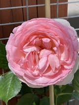 Eden Rose - Climbing Roses - Lightly Fragrant – Heirloom Roses