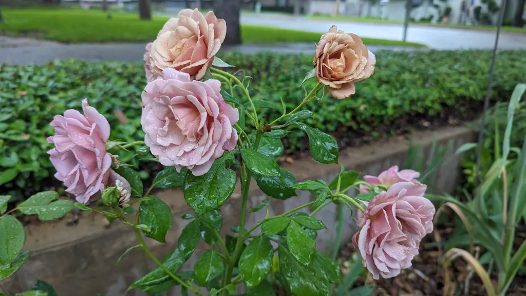Koko Loko Rose - Floribunda - Moderately Fragrant – Heirloom Roses