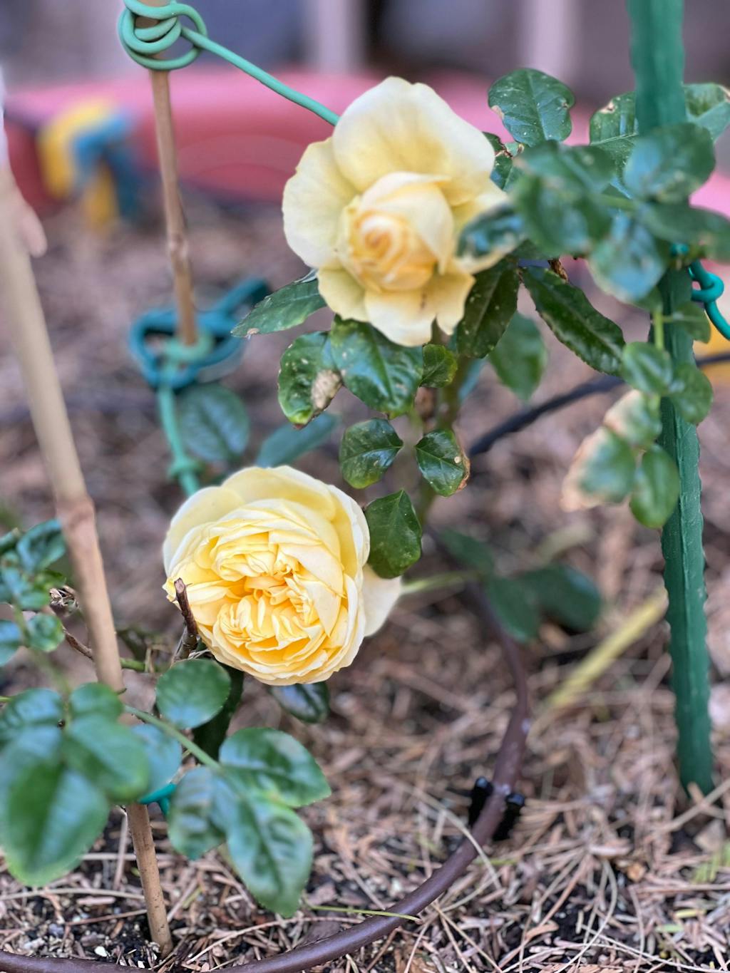 Sunbelt® South Africa® – Heirloom Roses