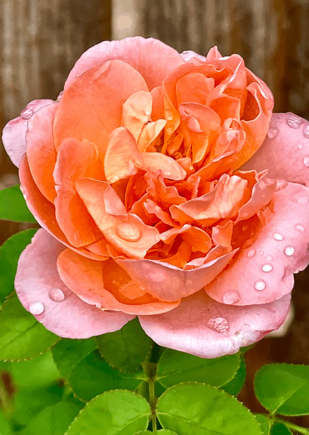 Sweet Mademoiselle Hybrid Tea Rose | Fragrant Rose Plant – Heirloom Roses