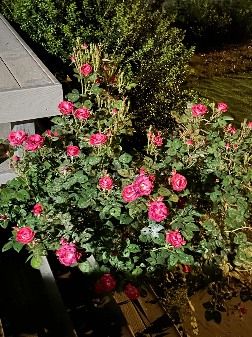 Cancan™ | Pink Climbing Roses Rose Bush – Heirloom