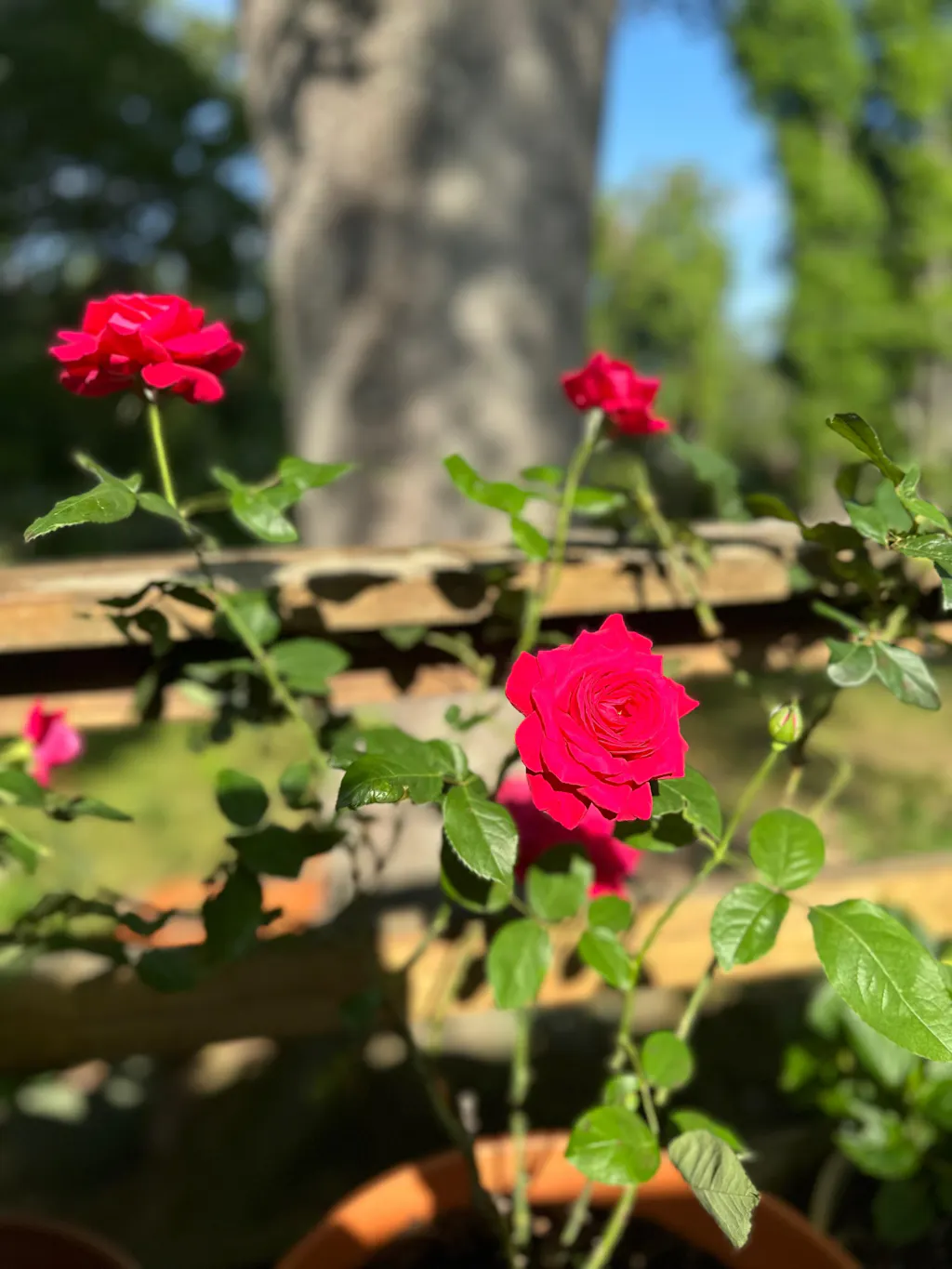 Alec's Red Hybrid Tea Rose |Fragrant Rose Plant – Heirloom Roses