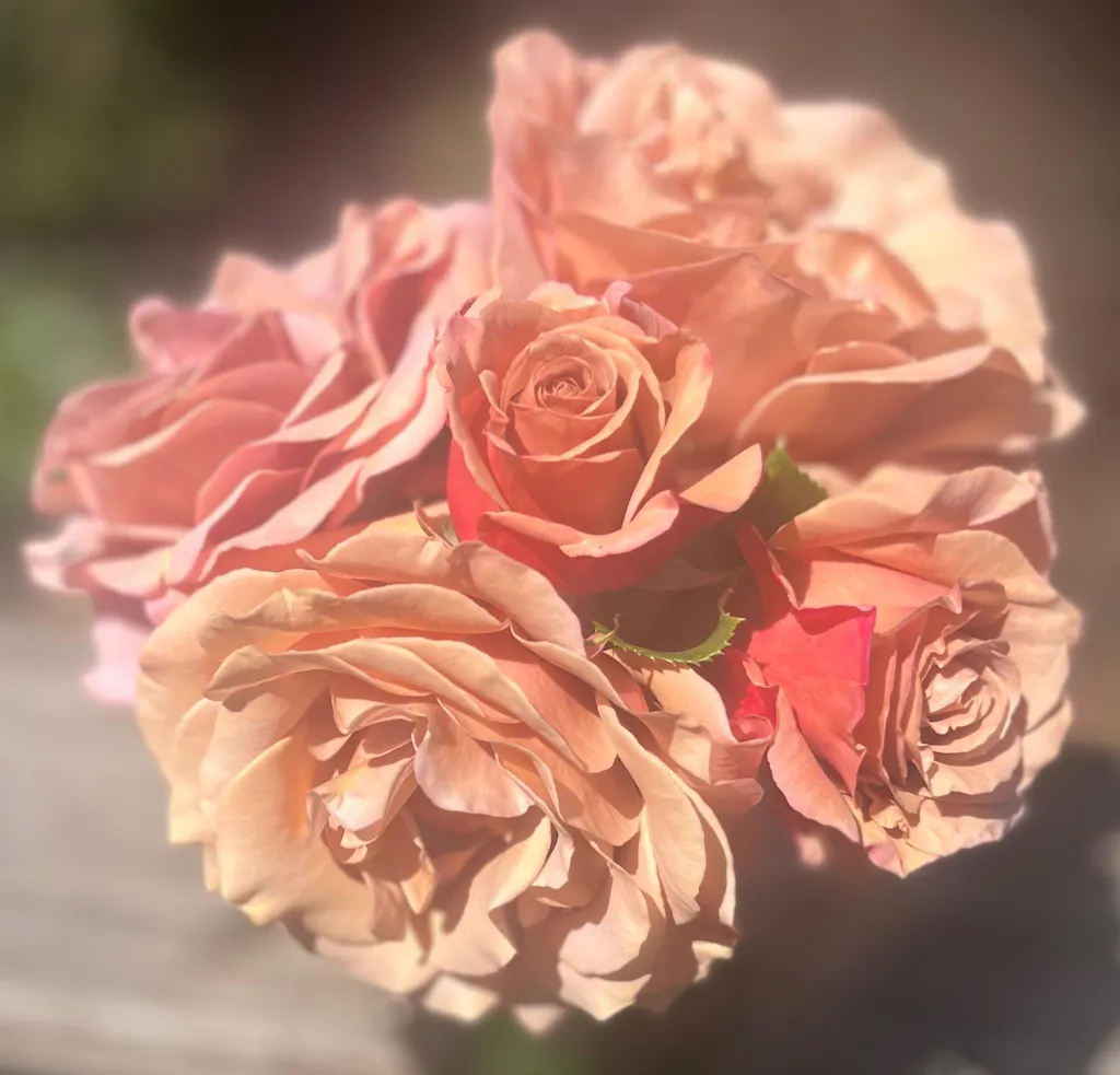 Koko Loko Rose - Floribunda - Moderately Fragrant – Heirloom Roses