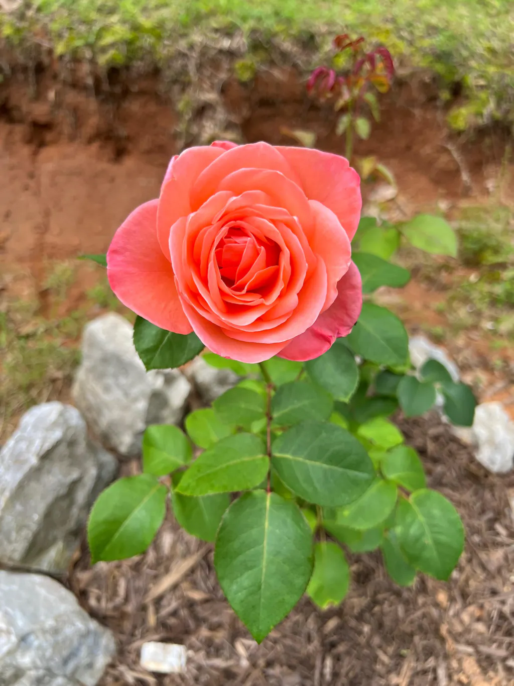 Sweet Mademoiselle Hybrid Tea Rose | Fragrant Rose Plant – Heirloom Roses