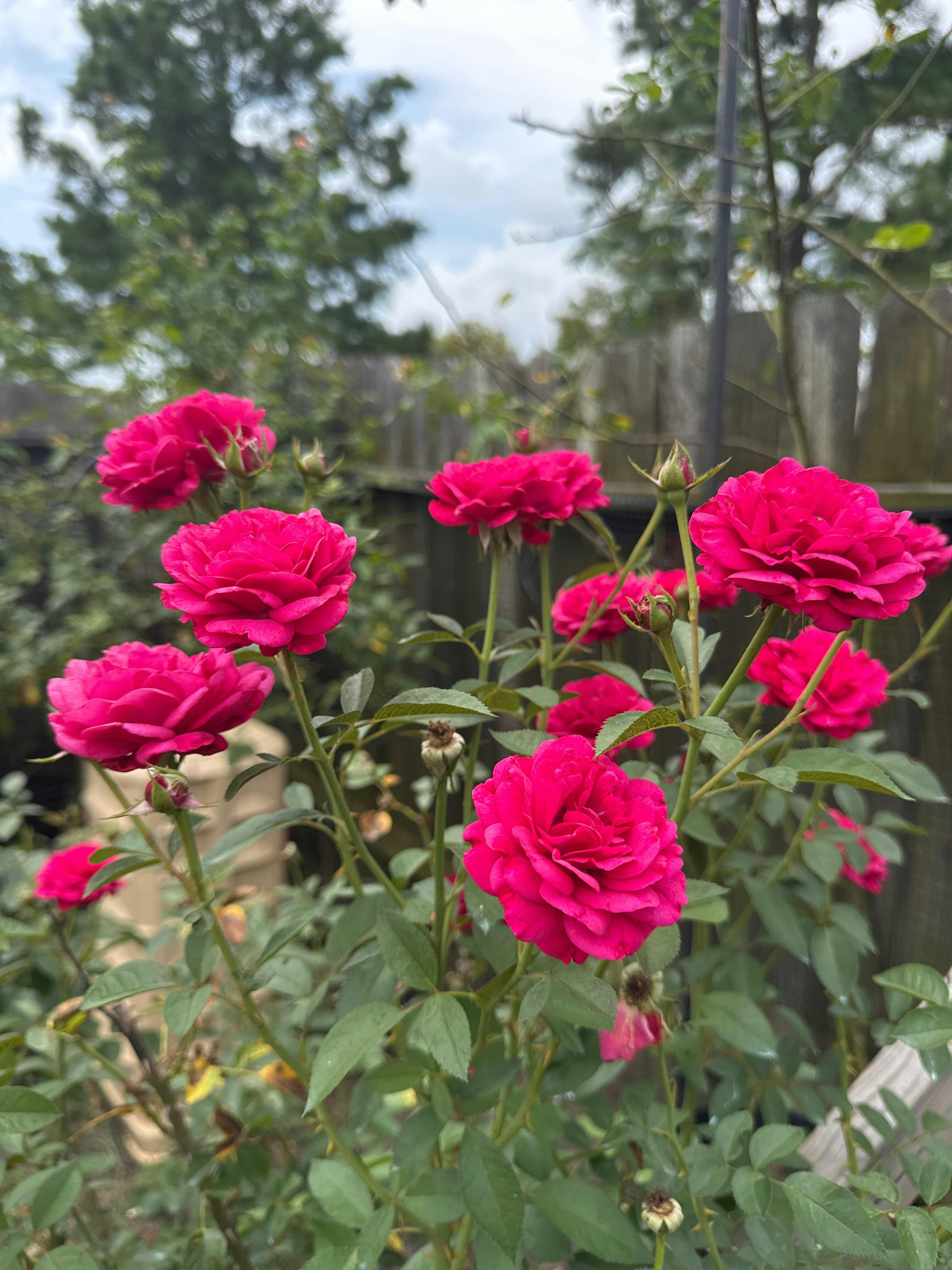 Citiscape Bordeaux Floribunda Rose | Red Rose Plant – Heirloom