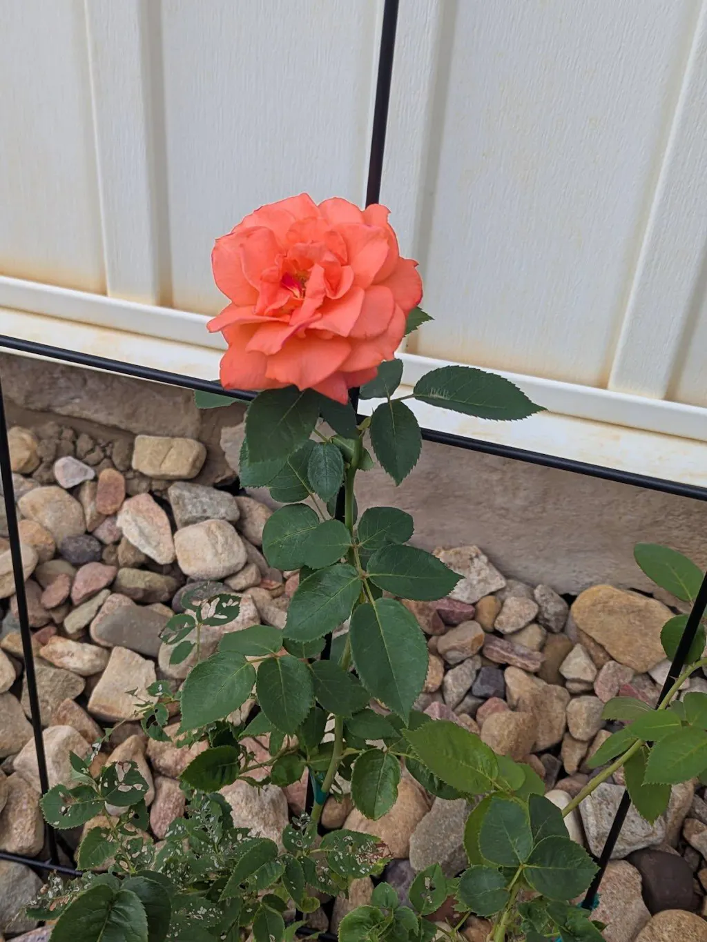 Bright Fire Climbing Rose | Orange Rose Plant – Heirloom Roses