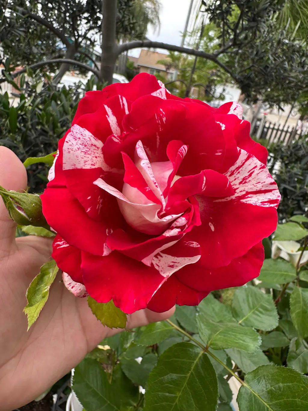 Rock & Roll Grandiflora Rose | Fragrant Rose Bush – Heirloom