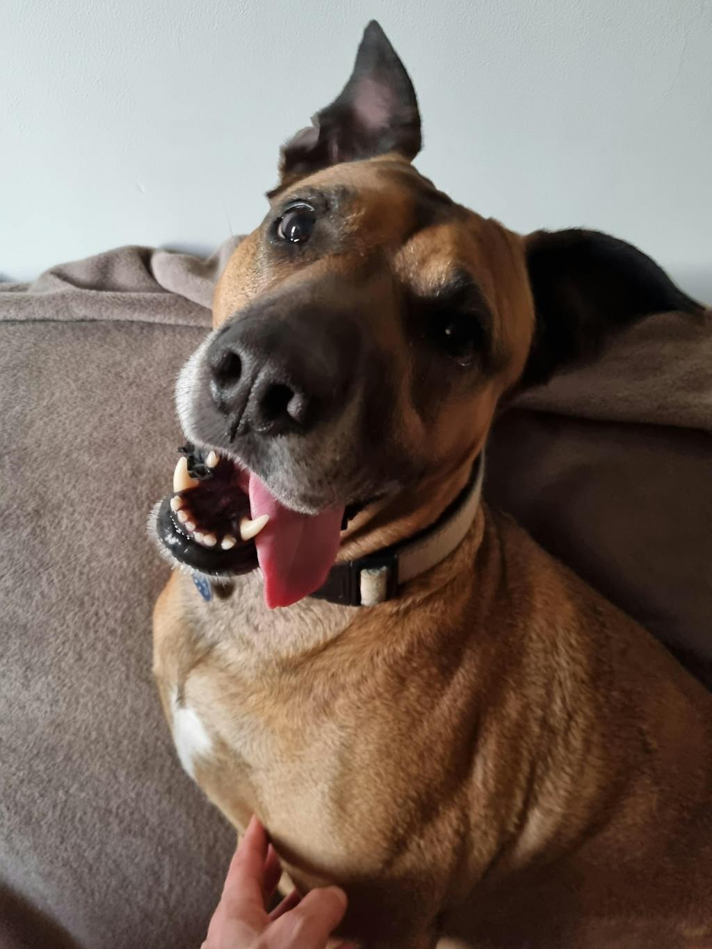 Mobility Supplement Hemp Seed Nectar Oil Blend With Hoki Fish & MCT Oil for Dogs Buy 3 and