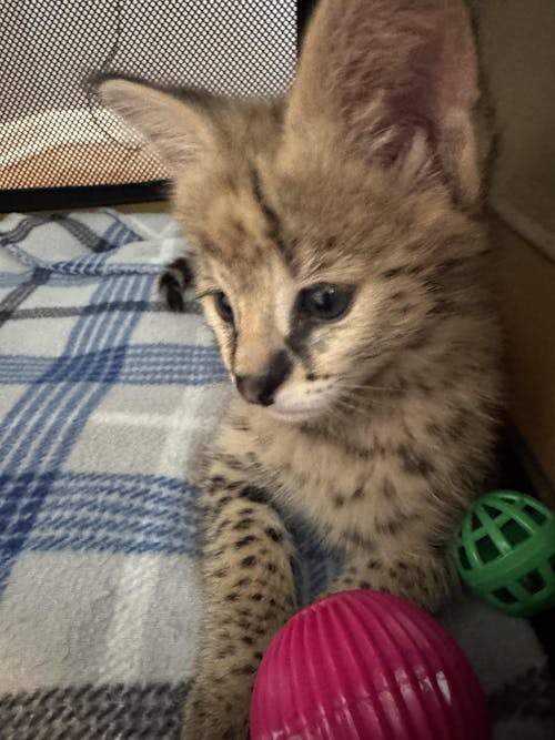 Fox Valley Day One Kitten Formula