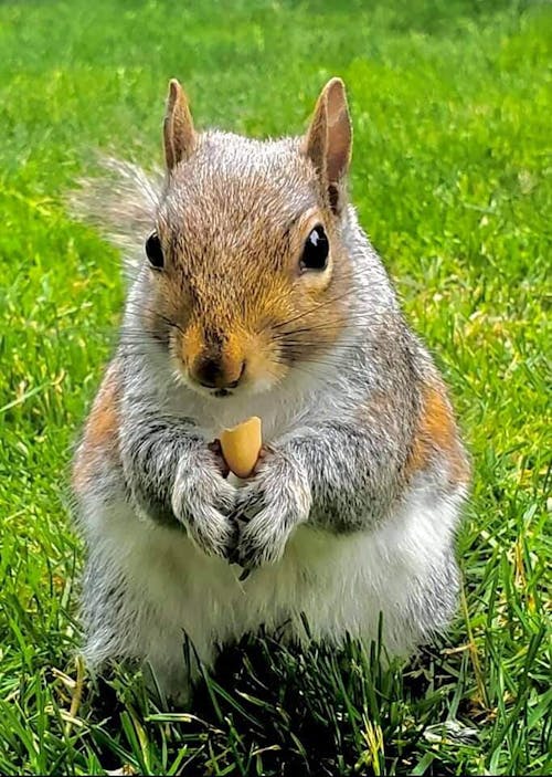 MBD Treatment Kit - for Calcium Deficiency in Squirrels