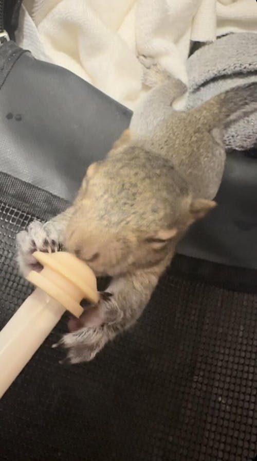 Easy-Grip Nipple Feeding Kit