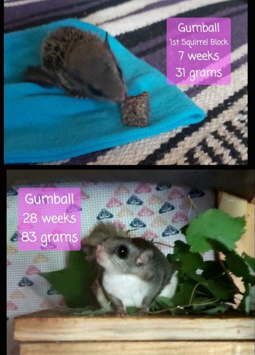 Healthy Blocks - Food for Squirrels, Flyers, Rats and Mice