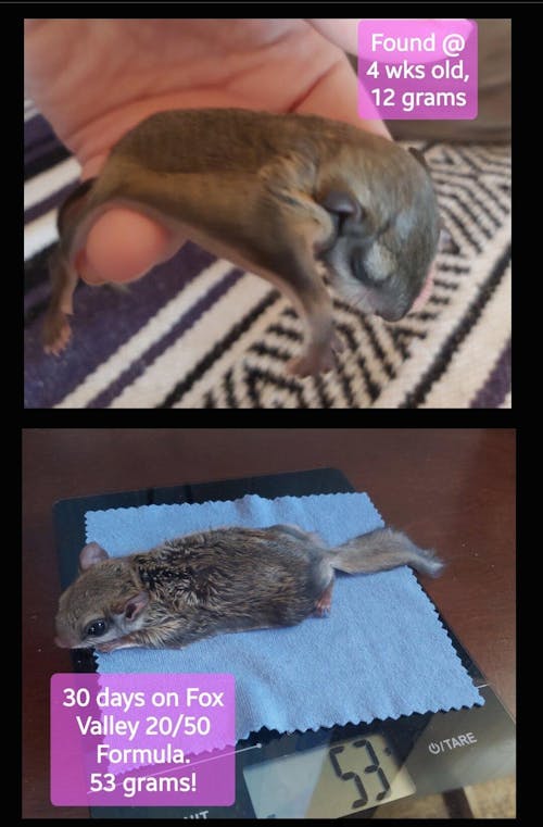 Fox Valley Day One Formula 20/50 for Baby Squirrels