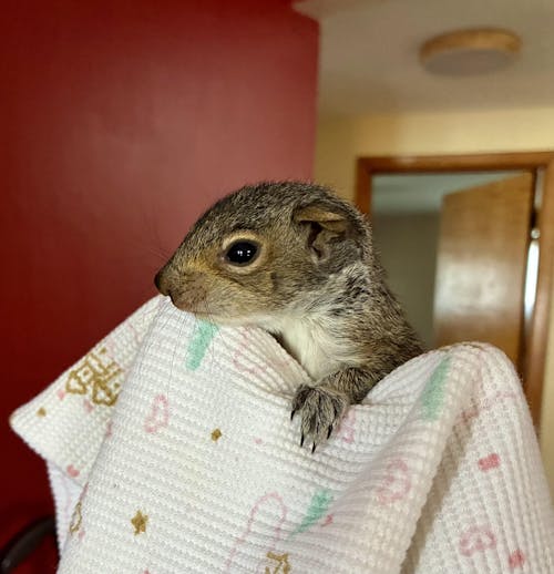 Wild Bites - Food for Squirrels, Flyers, Rats and Mice