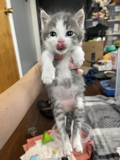 Fox Valley Day One Kitten Formula